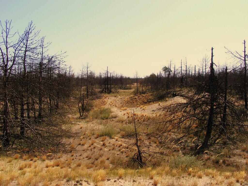 Забарине з panoramio.com - Забарино