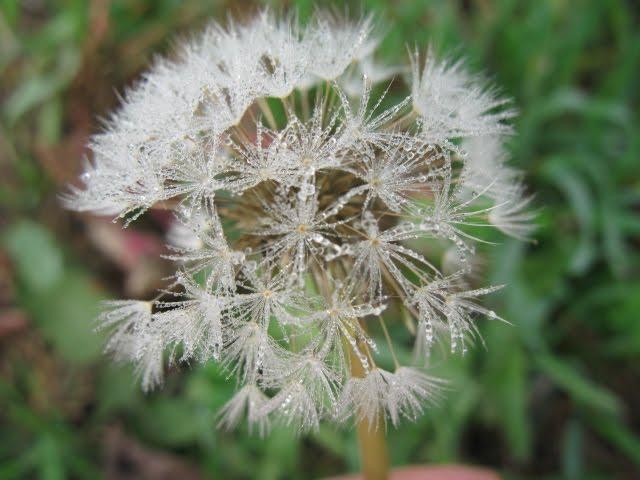 Калаглія з panoramio.com - Калаглія