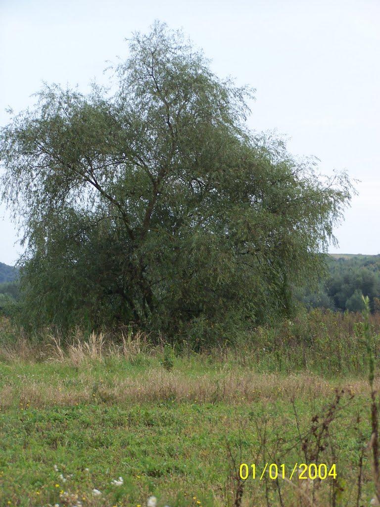 Старе Село з panoramio.com - Старе Село