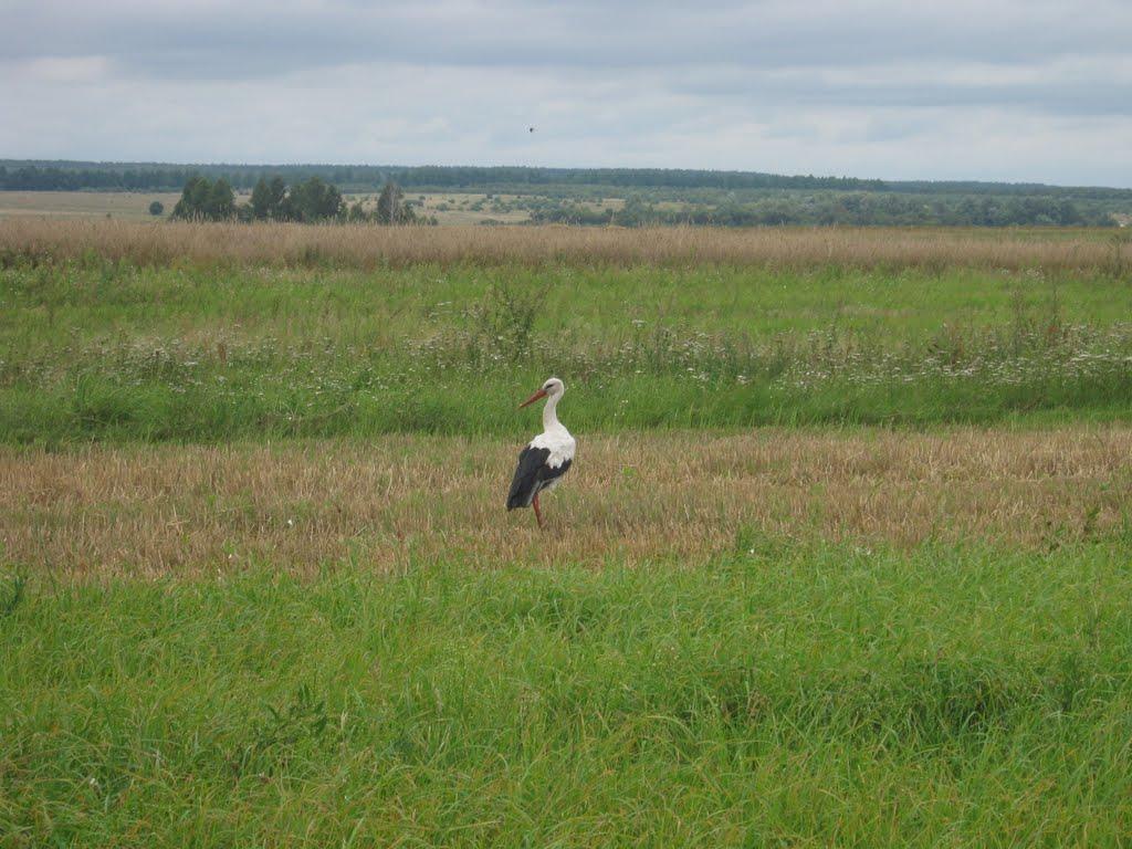 Дубовичі з panoramio.com - Dubovychi