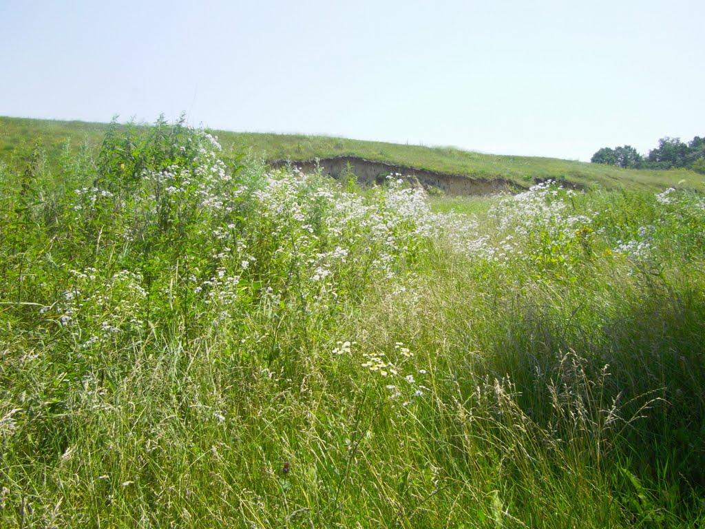 Бородані з panoramio.com - Бородані