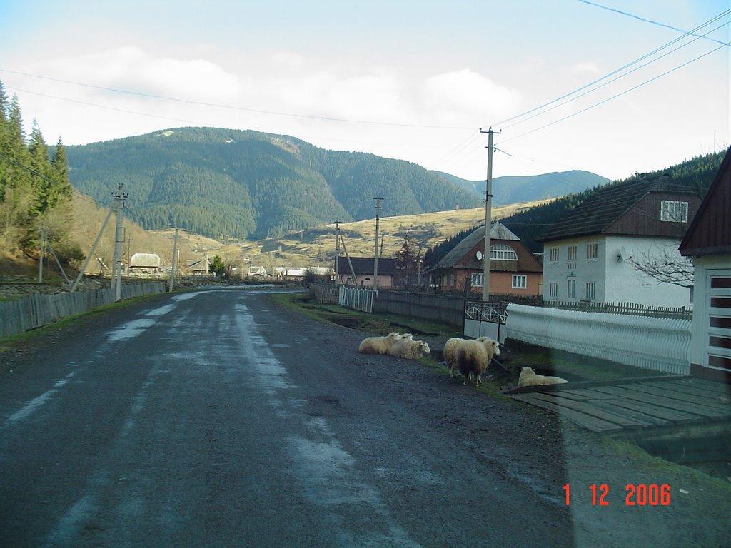 Синевирська Поляна з panoramio.com - Синевирская Поляна