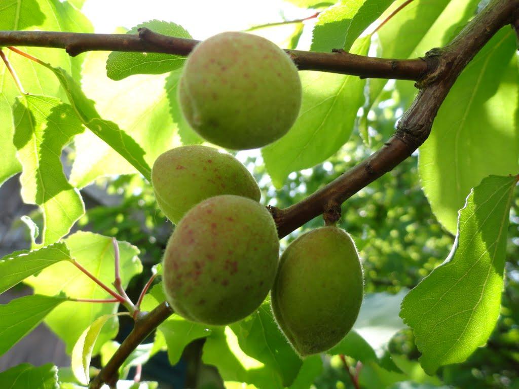 Ківерці з panoramio.com - Киверцы