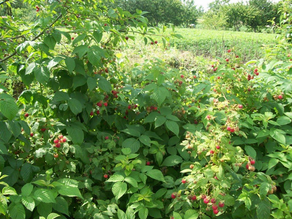 Ясининичі з panoramio.com - Ясининичі