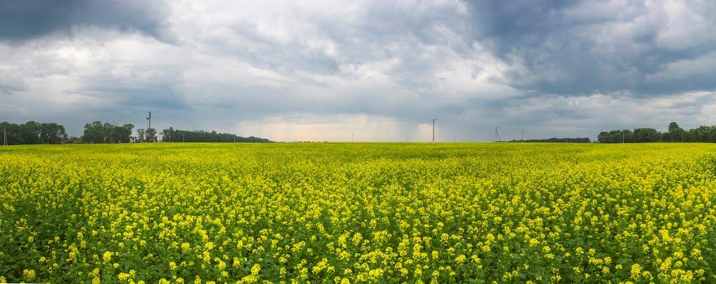 Дігтярне з panoramio.com - Дігтярне
