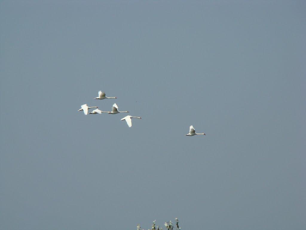 Лиман з panoramio.com - Лиман