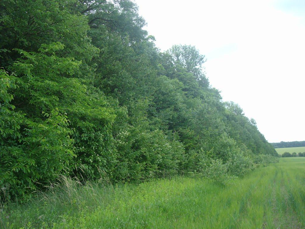 Ставчани з panoramio.com - Ставчаны