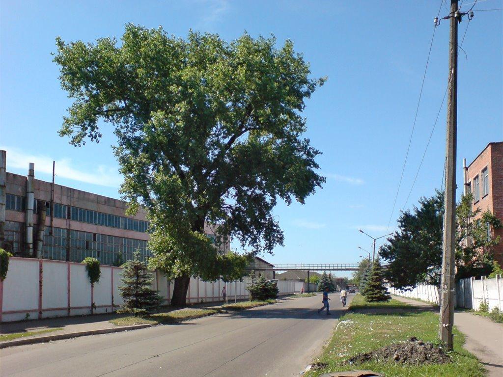 Прилуки з panoramio.com - Прилуки