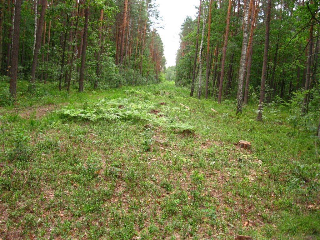 Головин з panoramio.com - Головин