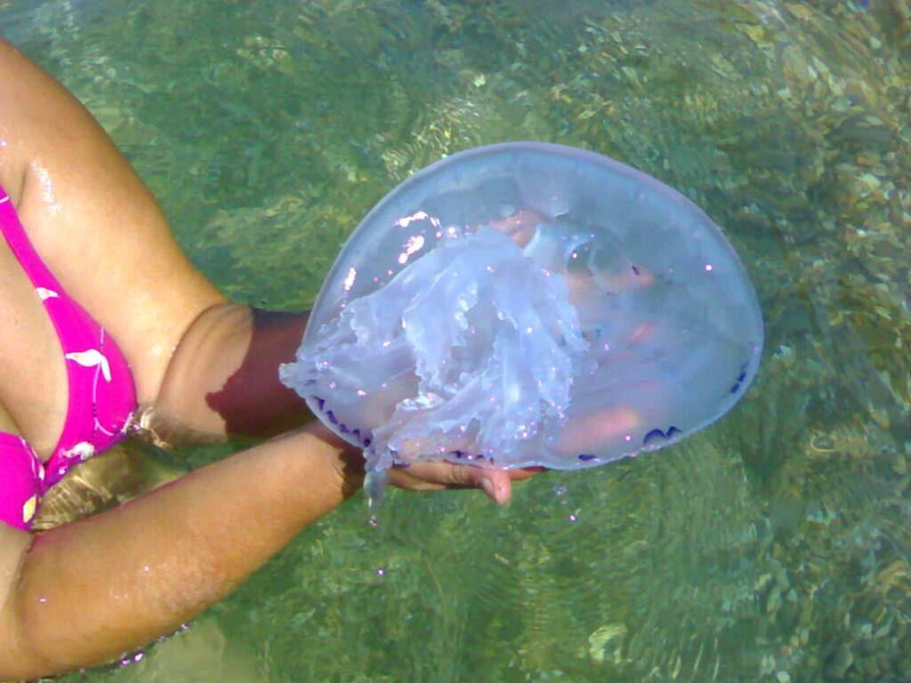 Кача з panoramio.com - Кача