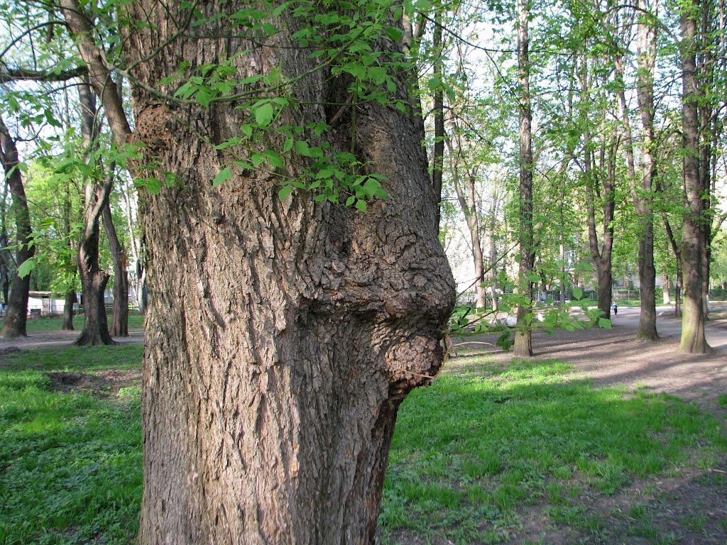 Фастів з panoramio.com (ч.2) - Фастов