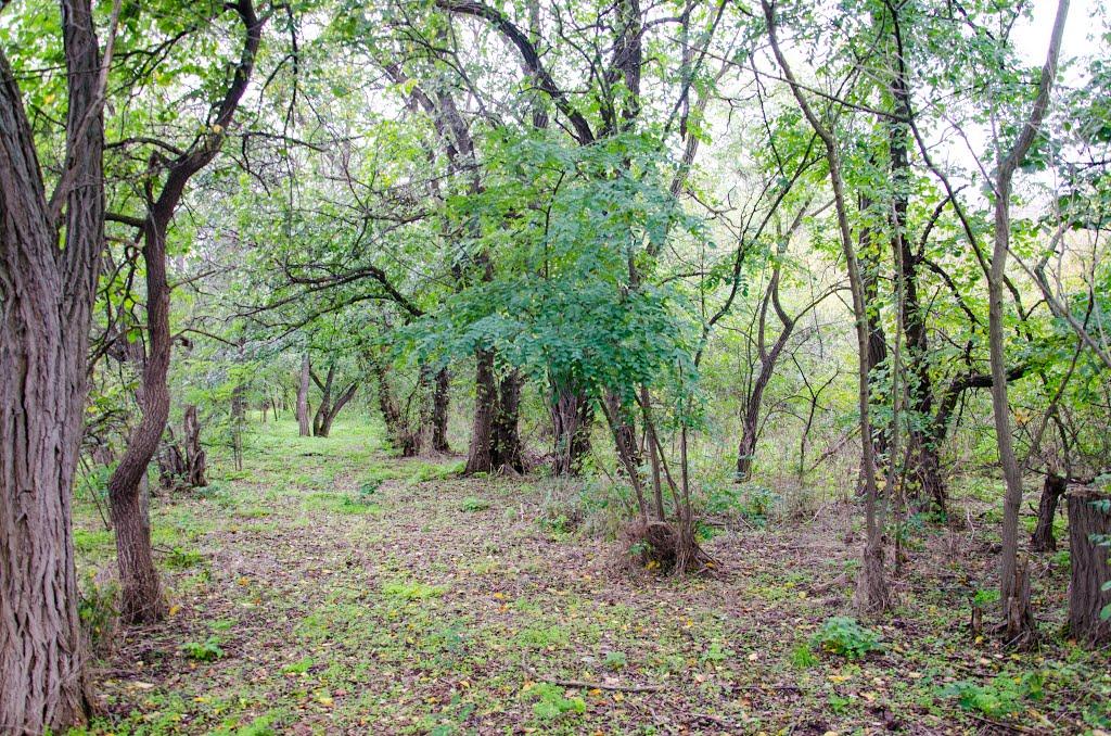 Могилів з panoramio.com - Могилев