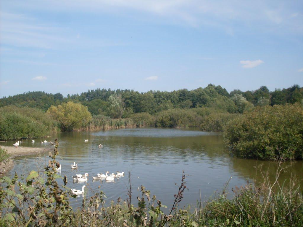 Тимар з panoramio.com - Тимар