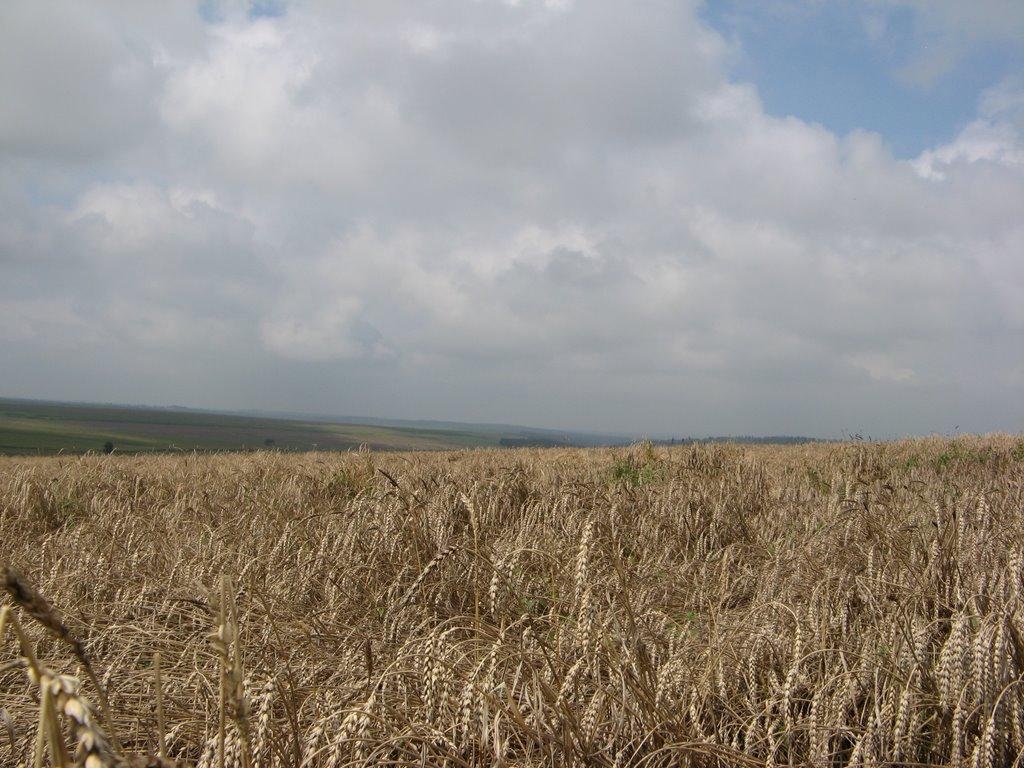 Шебутинці з panoramio.com - Шебутинцы