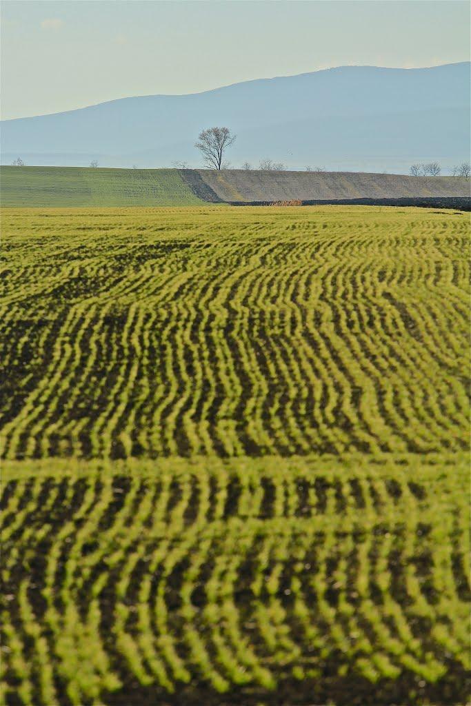 Лохівка з panoramio.com - Лохівка
