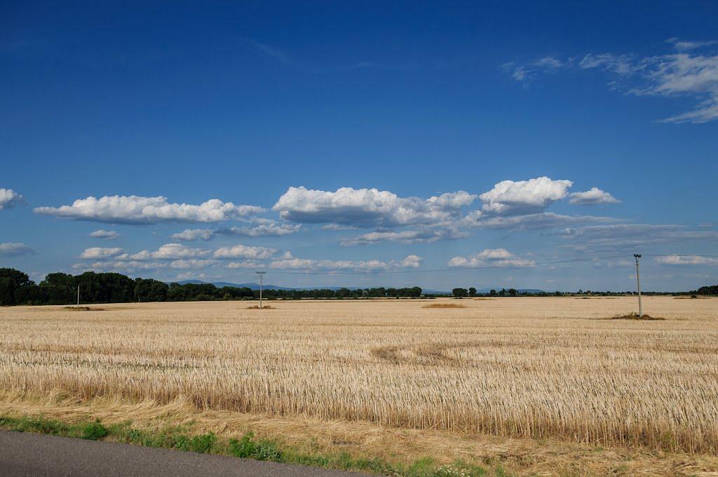 Розівка з panoramio.com (ч.2) - Розівка