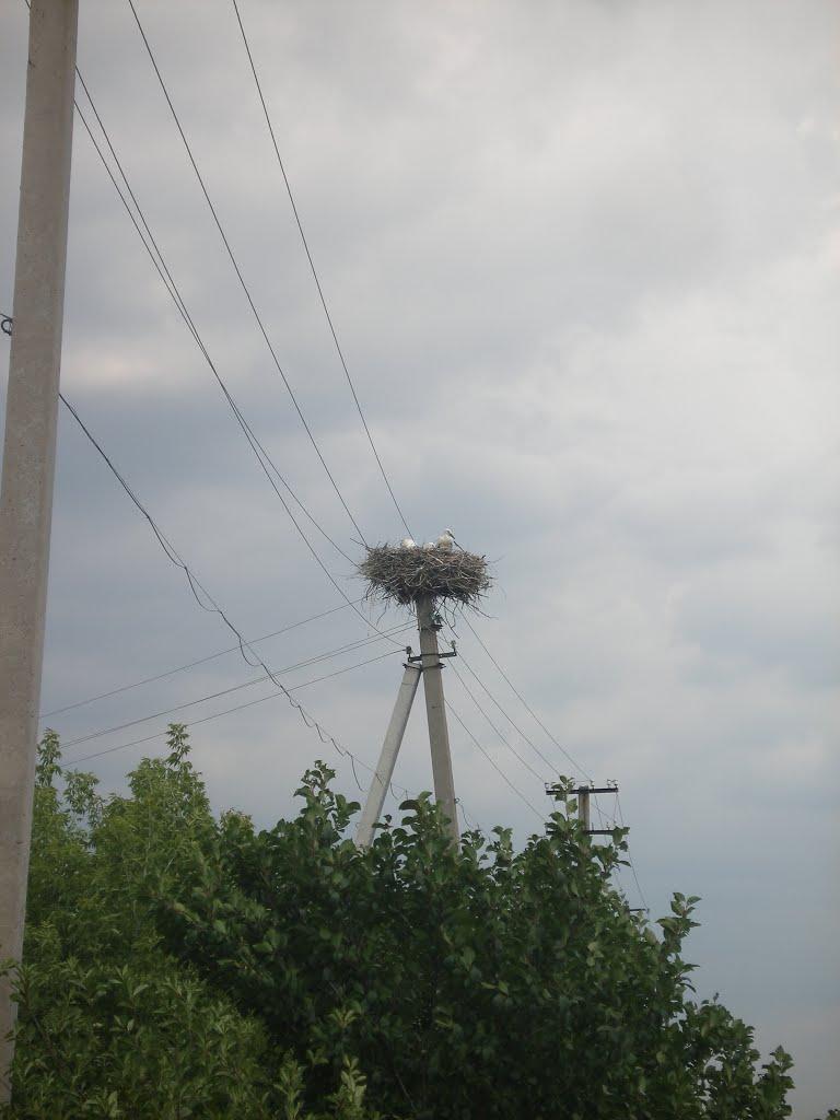 Максимівка з panoramio.com - Максимівка