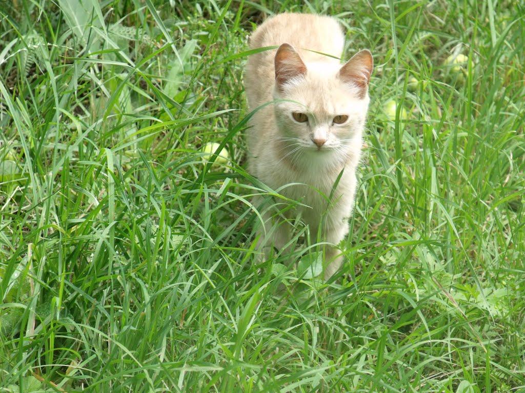 Торез з panoramio.com (ч.2) - Торез