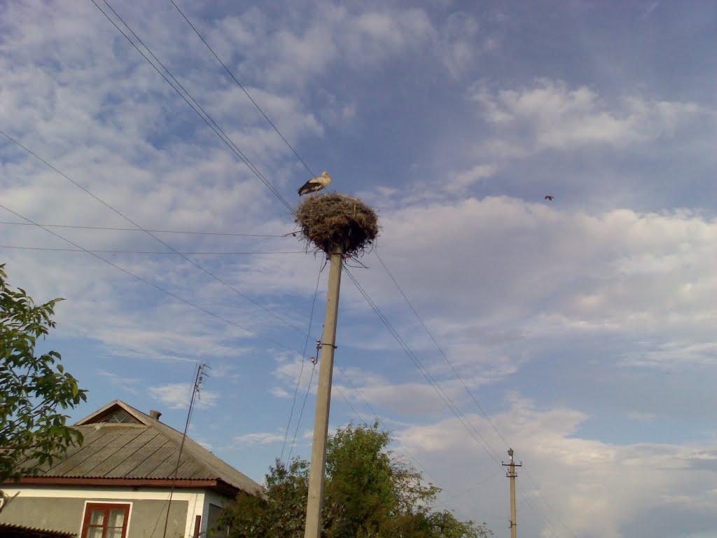 Березівка з panoramio.com - Berezivka