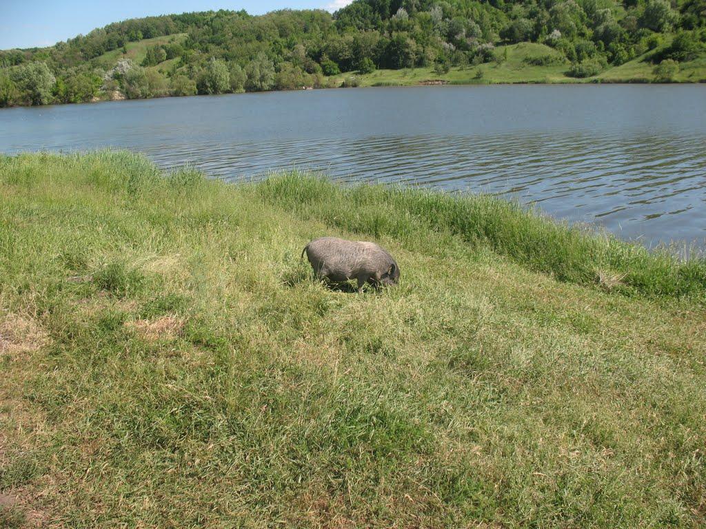 Стариця з panoramio.com - Стариця