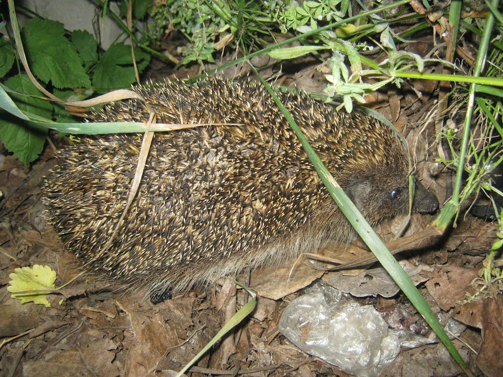 Літочки з panoramio.com - Litochky