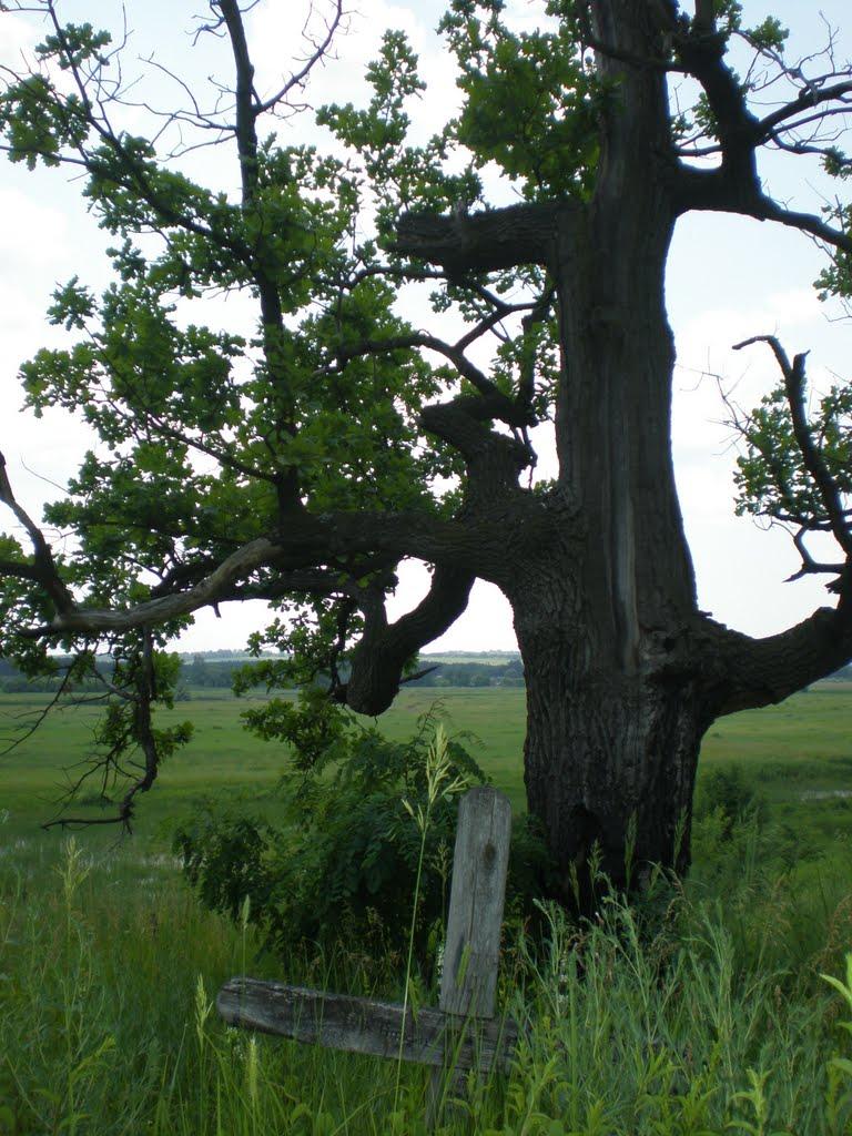 Новоселівка з panoramio.com - Новоселівка