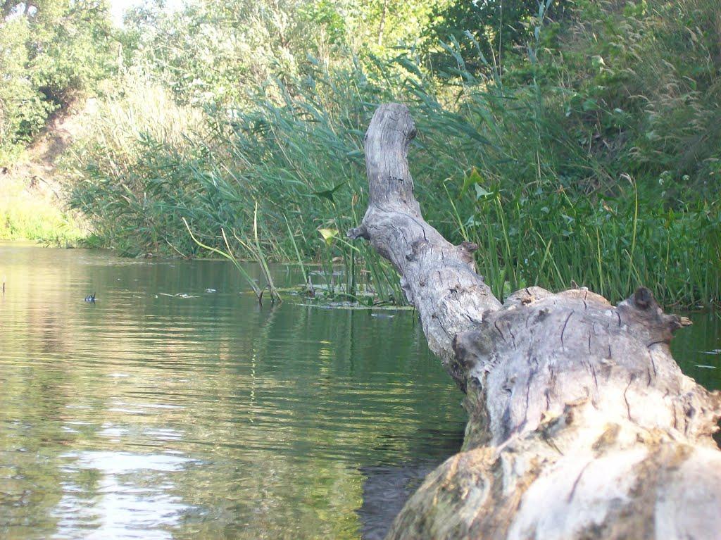 Могилів з panoramio.com - Могилев