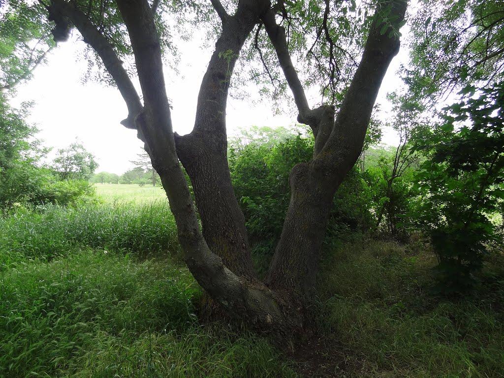 Асканія-Нова з panoramio.com - Askaniya-Nova