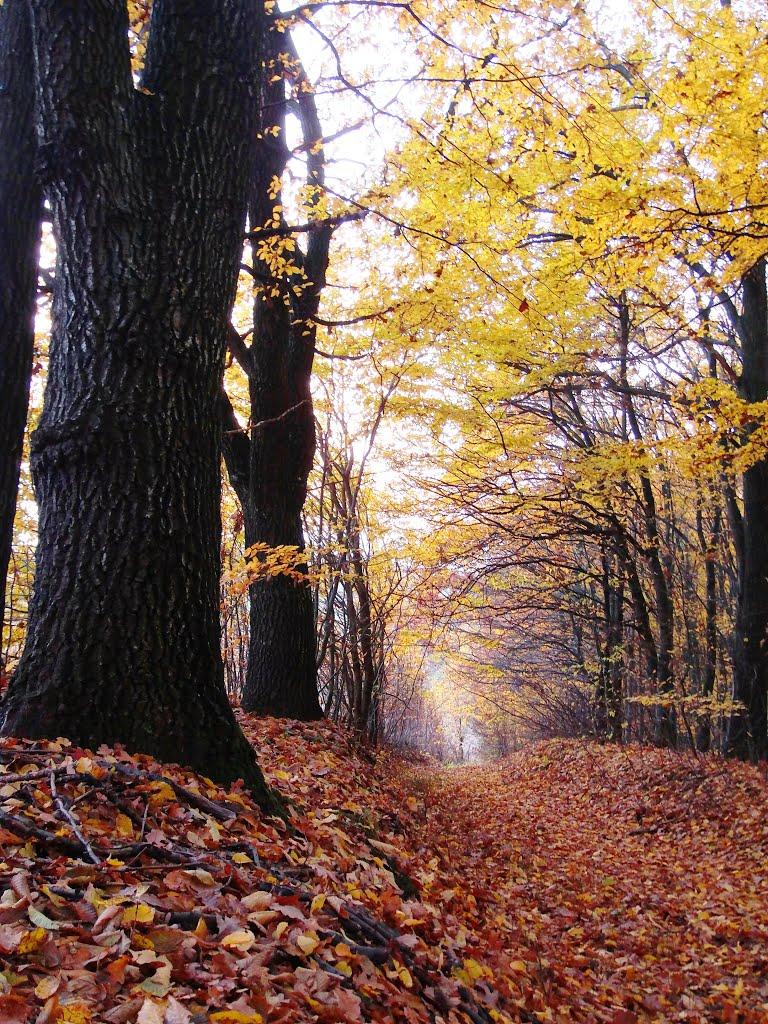 Борщівка з panoramio.com - Борщівка