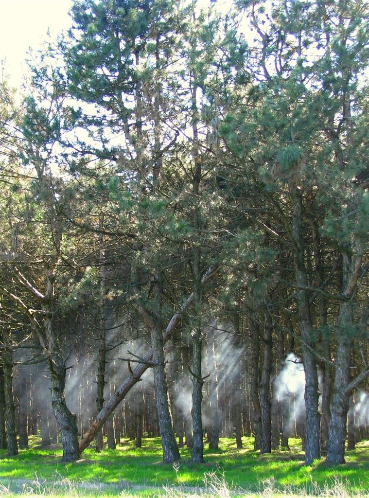 Малокаховка з panoramio.com - Малокаховка