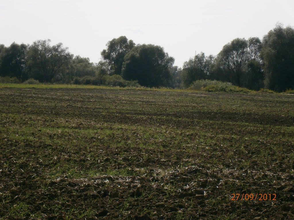 Берездівці з panoramio.com - Berezdivtsi