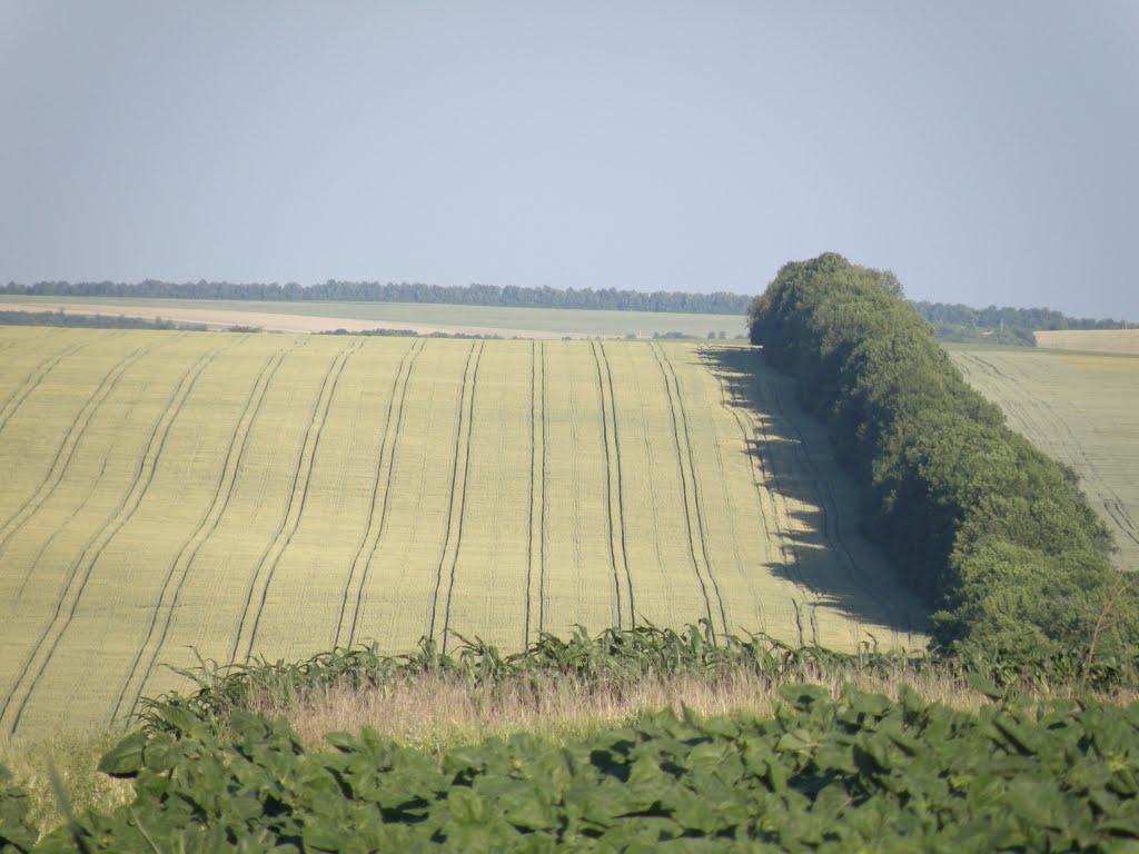 Студена з panoramio.com - Студена