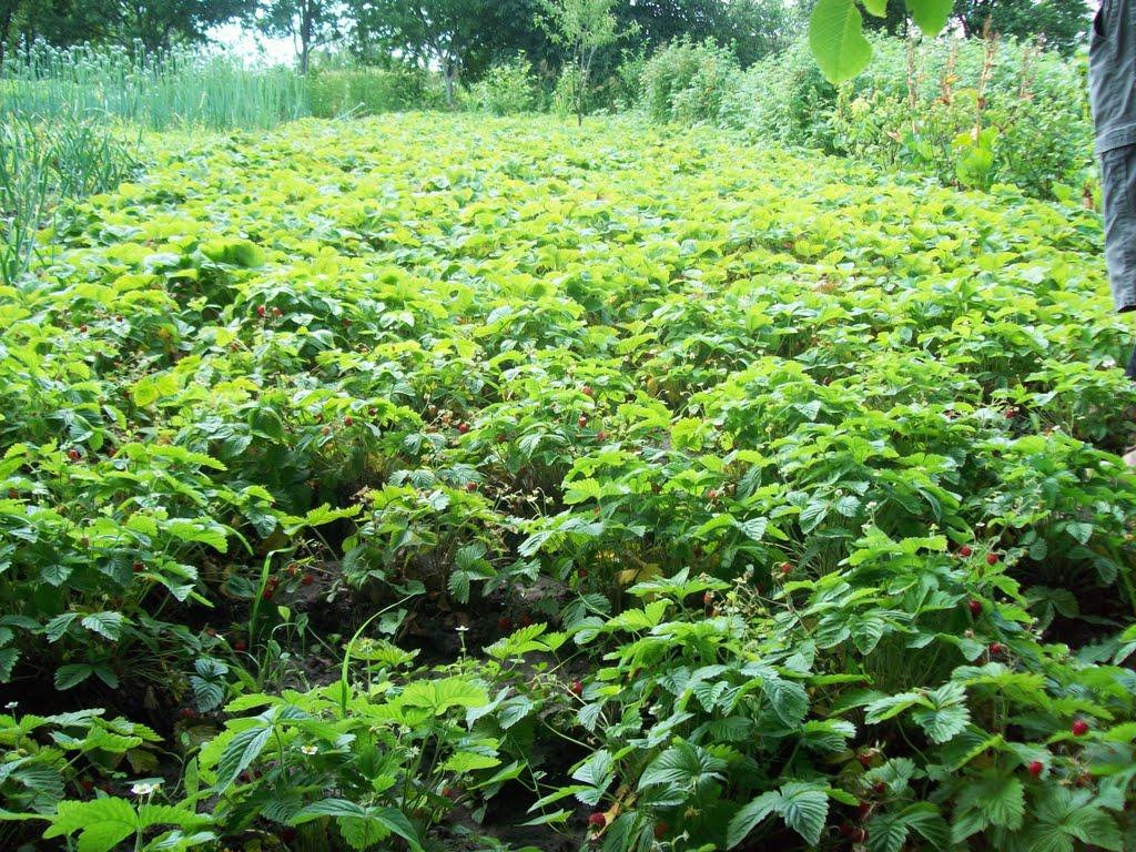 Ясининичі з panoramio.com - Ясининичі