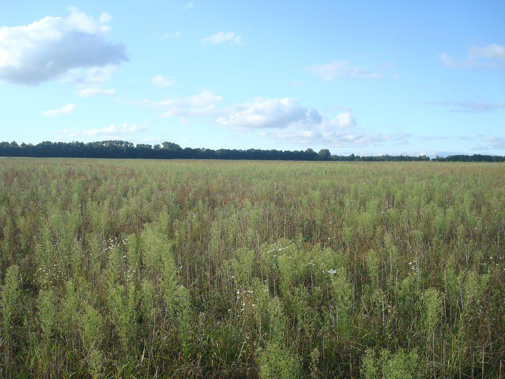 Зірка з panoramio.com - Зірка