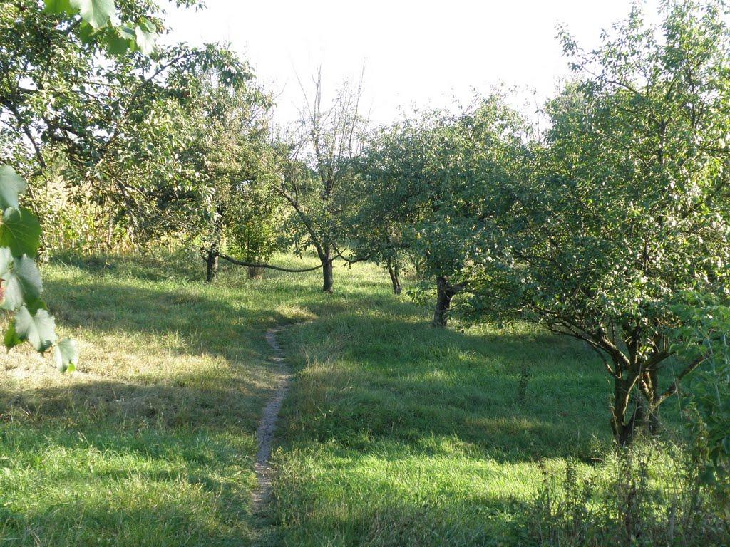 Студена з panoramio.com - Студеная