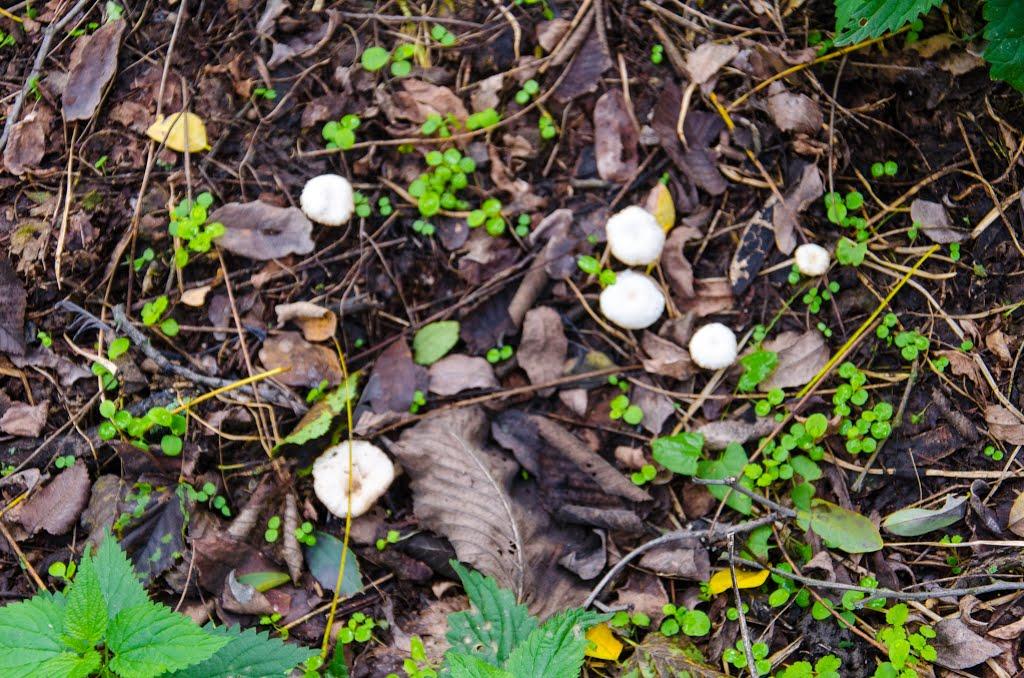 Могилів з panoramio.com - Могилев