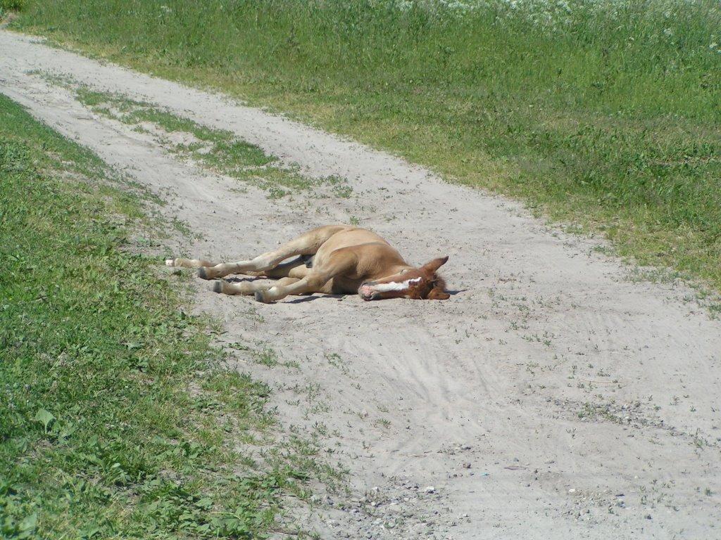 Галаганівка з panoramio.com - Галаганівка