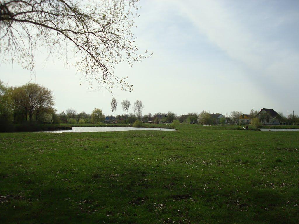 Голоби з panoramio.com - Голоби