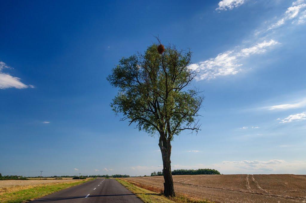 Розівка з panoramio.com (ч.2) - Розівка