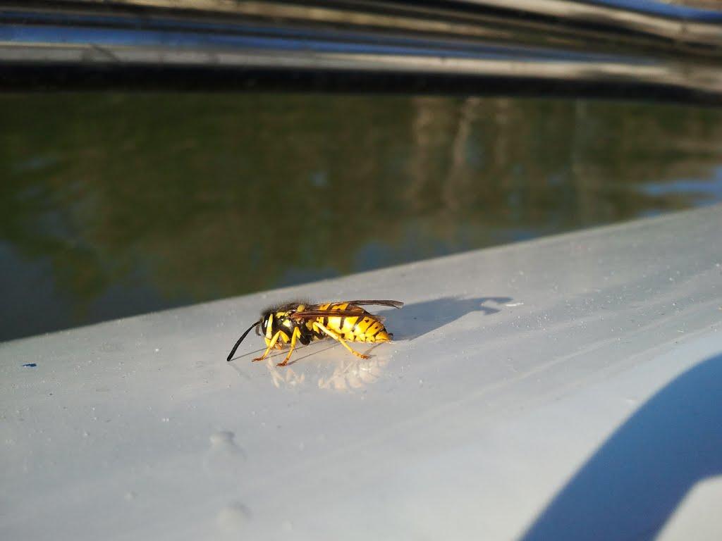 Рені з panoramio.com - Рени