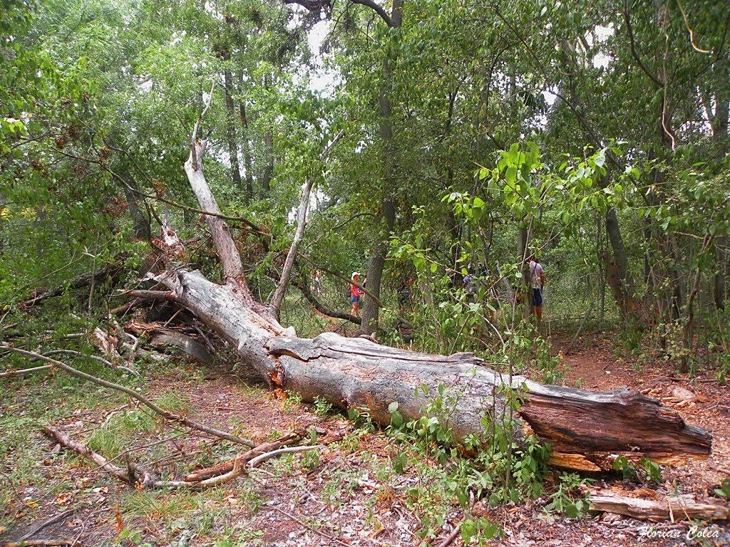 Вилкове з panoramio.com (ч.2) - Вилкове