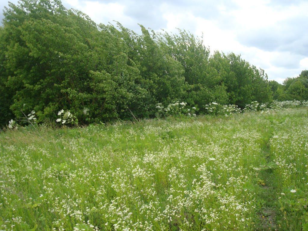 Іванківці з panoramio.com - Іванківці