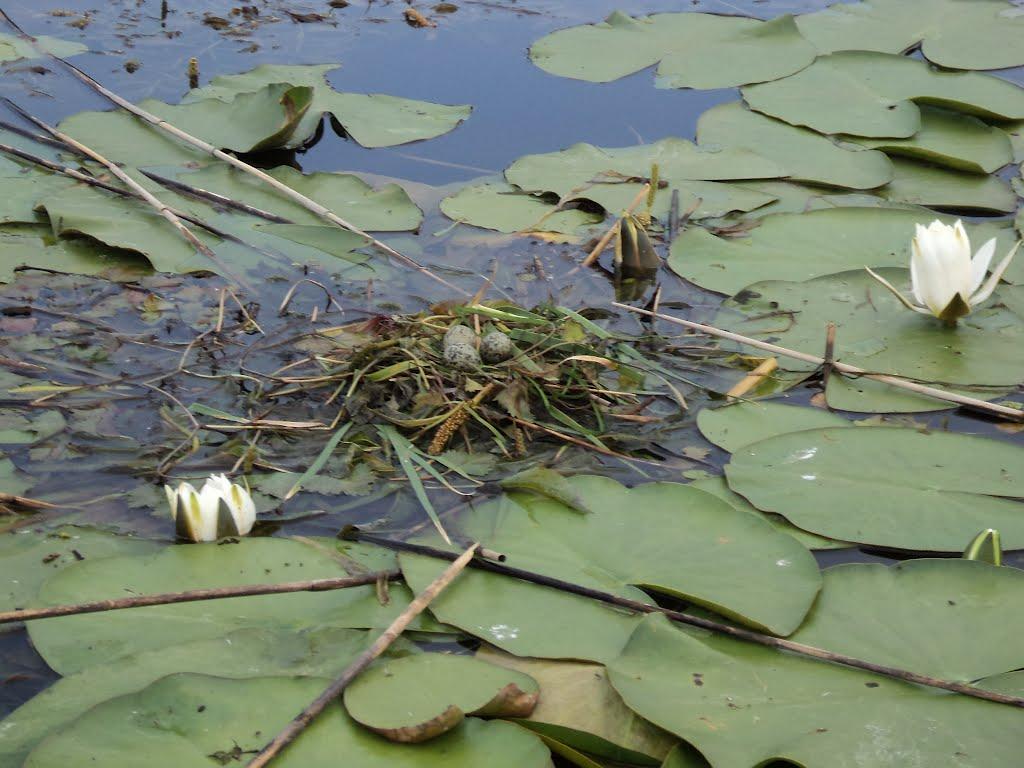 Коробівка з panoramio.com - Коробівка