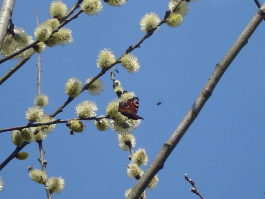 Ківерці з panoramio.com - Киверцы