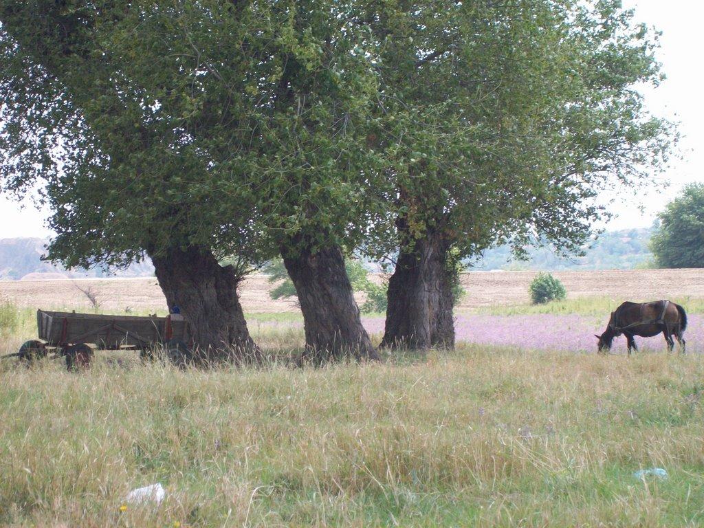 Орлівка з panoramio.com - Орловка
