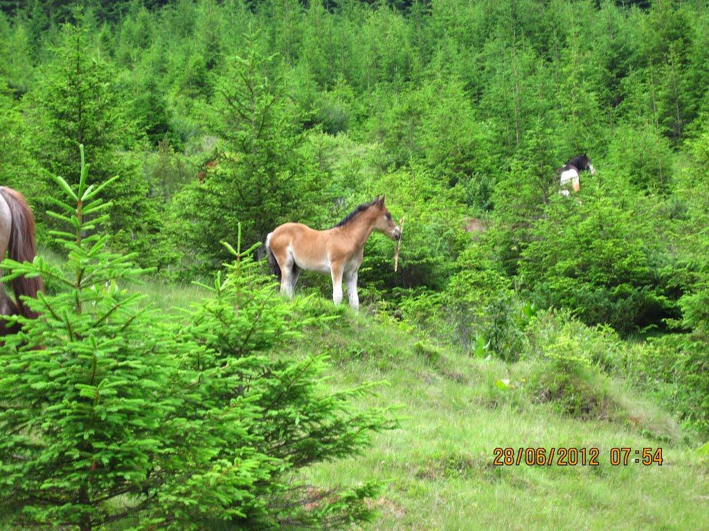 Берестечко з panoramio.com (ч.2) - Берестечко