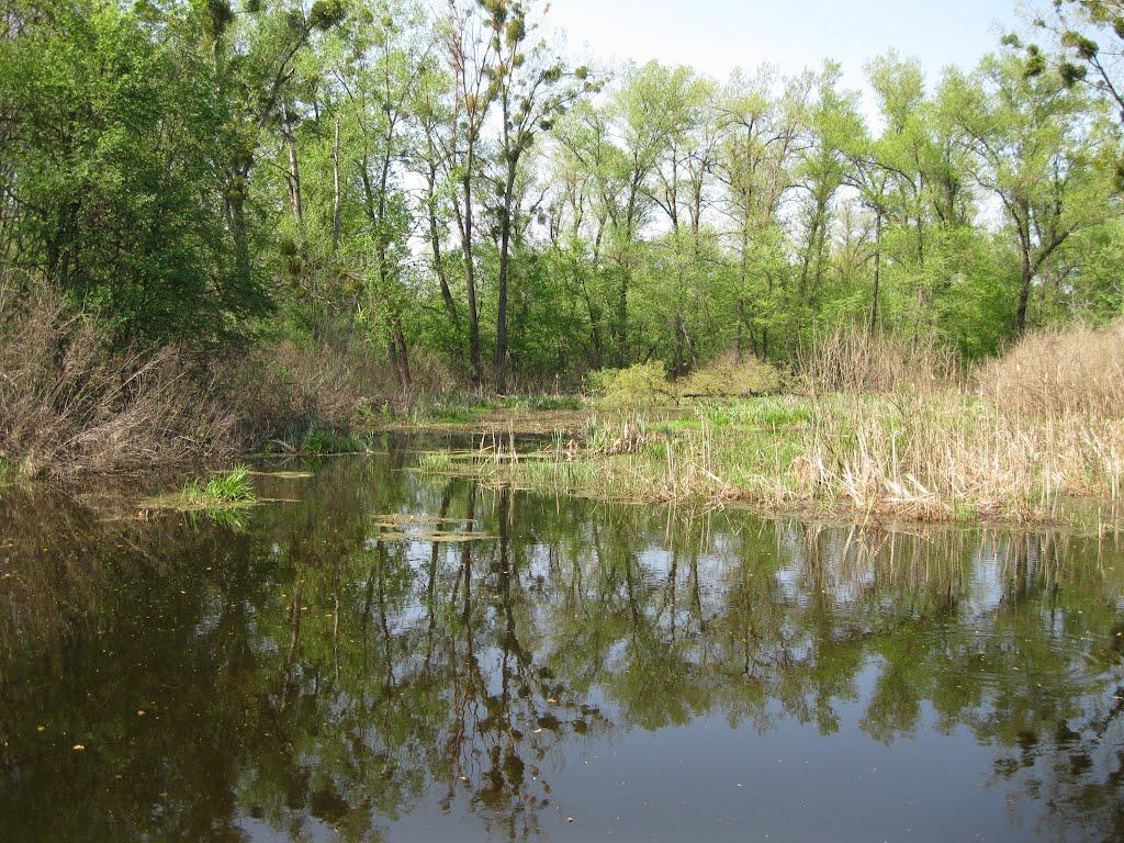 Лісники з panoramio.com - Лісники