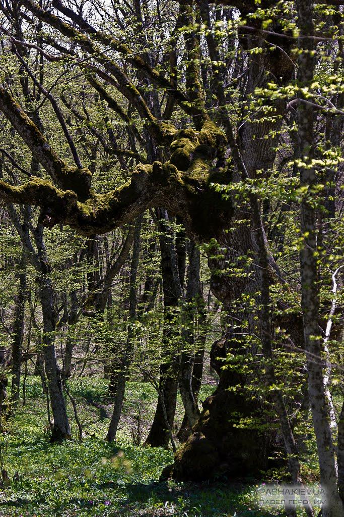 Лаванда з panoramio.com (ч.2) - Lavanda