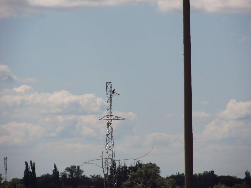Кияшки з panoramio.com - Кияшки