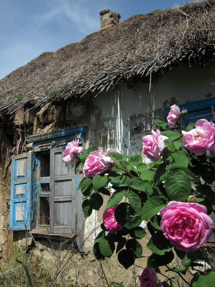 Гречане з panoramio.com - Гречаное